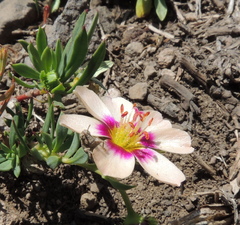 Montiopsis andicola