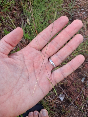 Sacciolepis indica, photograph 6