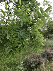 Styphnolobium affine