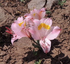 Alstroemeria pallida