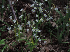 Allium pendulinum
