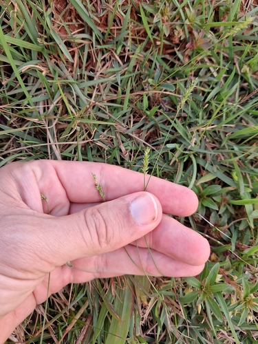 Sacciolepis indica, photograph 5
