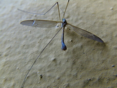 Betairidovirinae