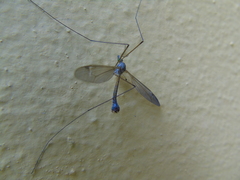 Betairidovirinae