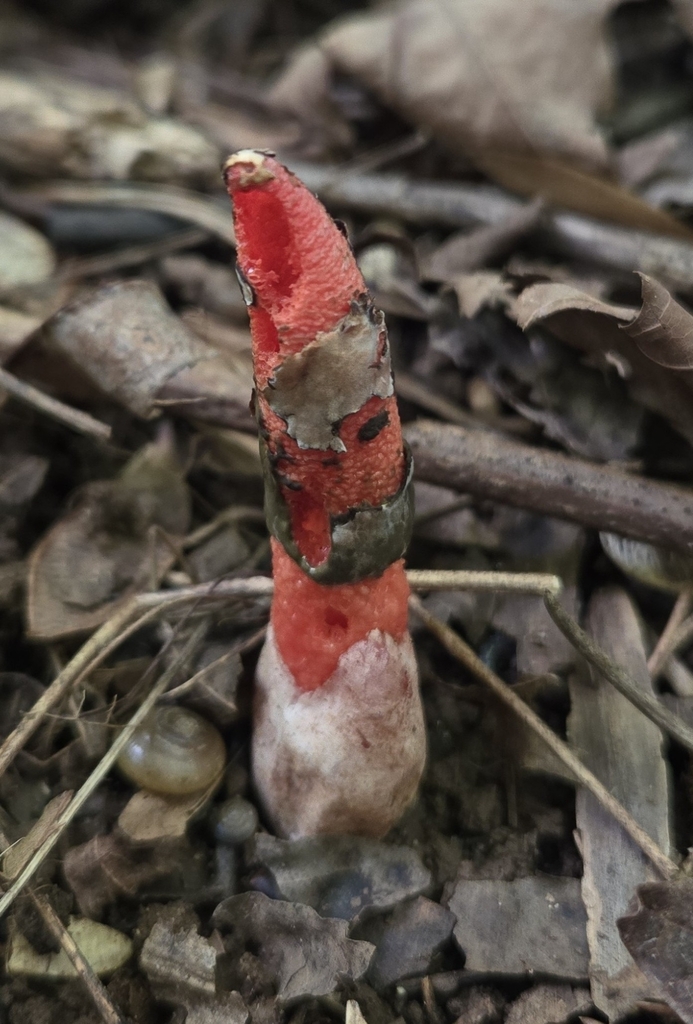 devil's dipstick · May 2026 · photo: Photo: (c) Ben Gruhot, some rights reserved (CC BY) · iNaturalist