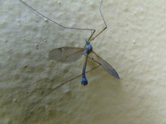 Betairidovirinae