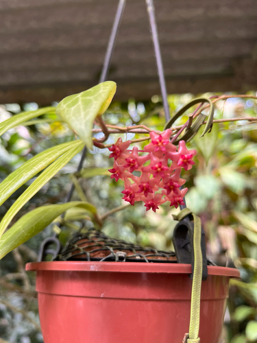 Hoya valmayoriana Kloppenb., Guevarra & Carandang