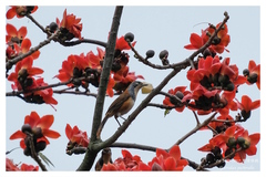 Pterorhinus pectoralis