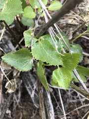 Tauschia arguta