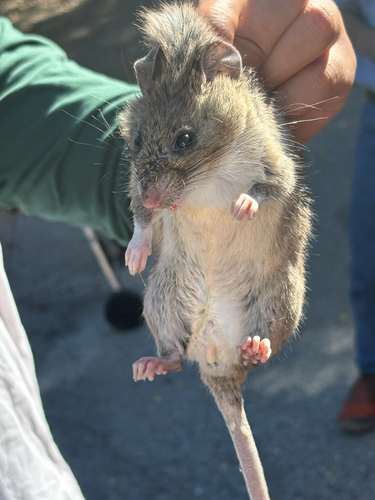 iNaturalist observation photo of Big-eared Woodrat