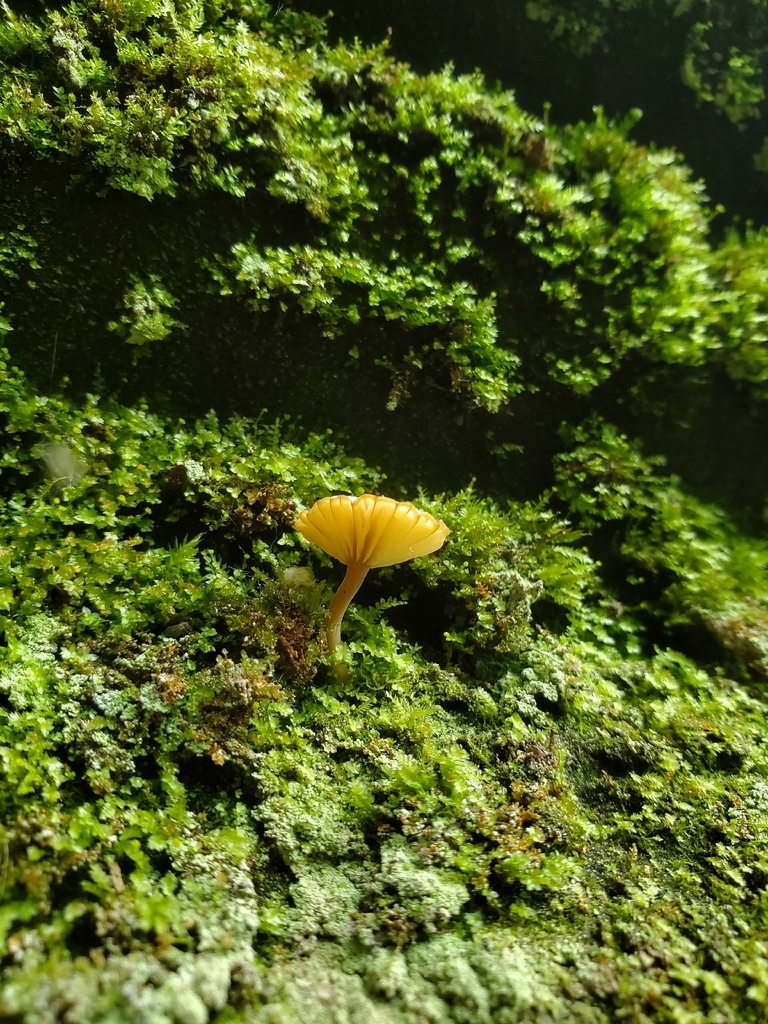 Lichenomphalia ericetorum · May 2026 · photo: © jonnyecology (iNaturalist, cc0)