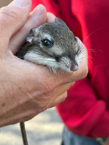 iNaturalist observation photo of Narrow-faced Kangaroo Rat