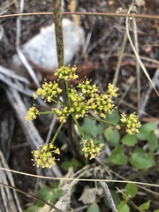 Tauschia arguta