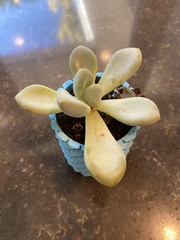 Pachyphytum