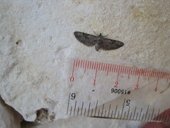 Eupithecia bolterii