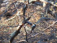 Pygarrhichas albogularis