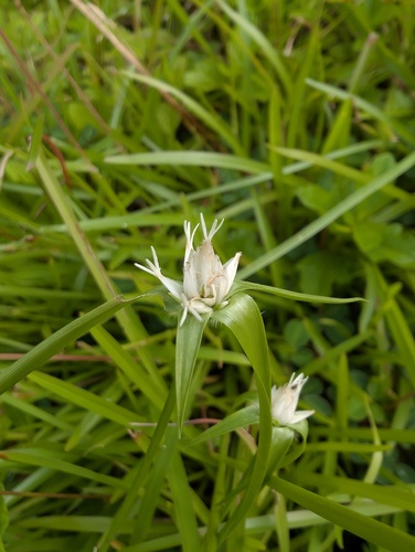 Rhynchospora pubera, 2026-05-10