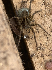 Lycosidae