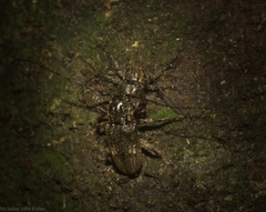 Prosoplus mediofasciatus