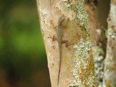 Anolis stratulus