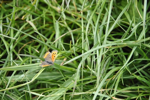 Small Copper