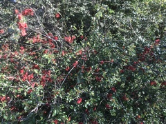 Chaenomeles