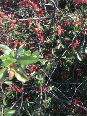 Chaenomeles