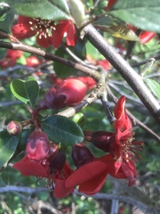 Chaenomeles