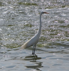 Ardea alba