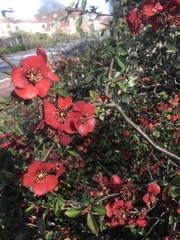 Chaenomeles