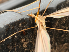 Tipula