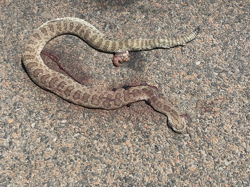 Prairie Rattlesnake