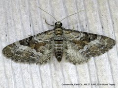 Eupithecia anticaria