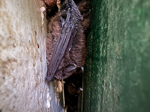 iNaturalist observation photo of Mouse-eared Bats