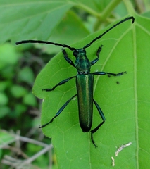 Polyzonus