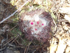 Melocactus curvispinus