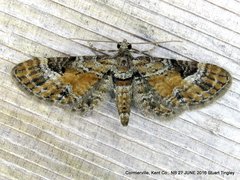 Eupithecia anticaria