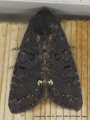 Melanchra assimilis