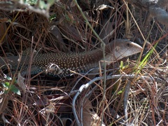 Aspidoscelis motaguae