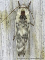 Antaeotricha