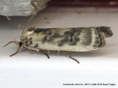 Antaeotricha
