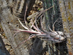 Tillandsia paucifolia