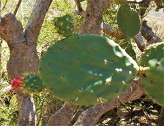 Opuntia lutea