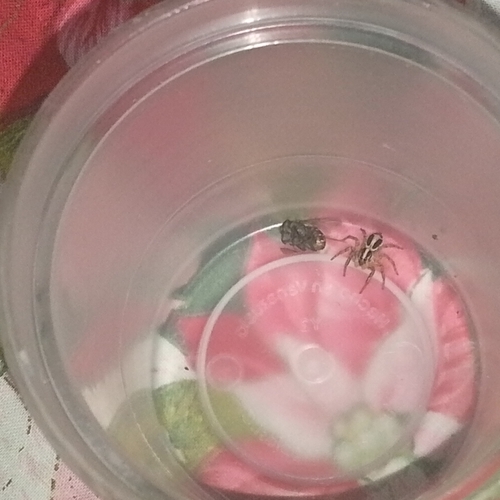 Pantropical Jumping Spider