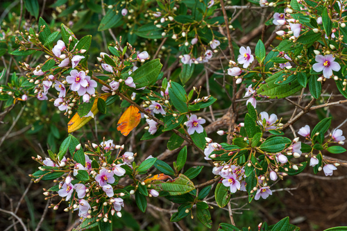 Trembleya parviflora