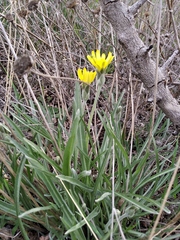 Pseudopodospermum molle