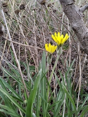 Pseudopodospermum molle