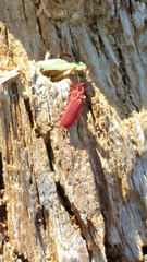 Dictyoptera simplicipes