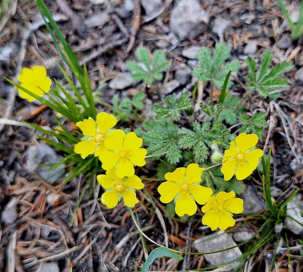 Potentilla heptaphylla; photograph author not stated, no rights reserved
