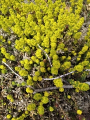 Cruciata taurica